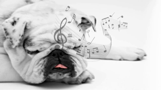 Лучшая музыка для вашей собаки -  снимает беспокойство от разлуки, для сна.