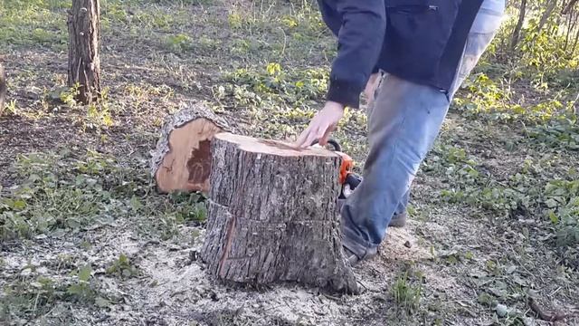 Вешенки в пеньках. смотреть онлайн