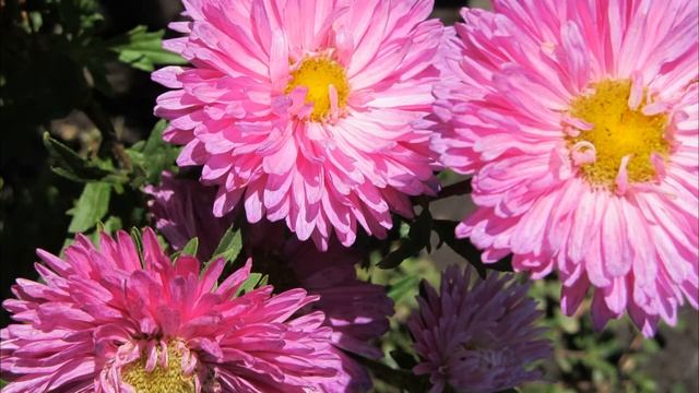 Как лучше размножать многолетние и однолетние астры смотреть онлайн