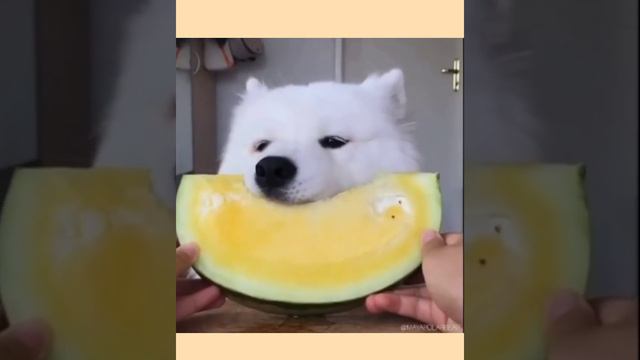 Asmr сладостей подборка 🌼 смотреть онлайн