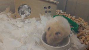 КАК ОПРЕДЕЛИТЬ СТАРОСТЬ У ХОМЯКА / ПРИЗНАКИ СТАРЕНИЯ ХОМЯЧКА/ КАК ЗДОРОВЬЕ У СТЕПАШКИ / #ХОМЯК