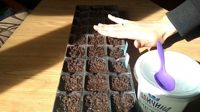 Посев клеомы на рассаду смотреть онлайн