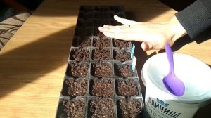 Посев клеомы на рассаду