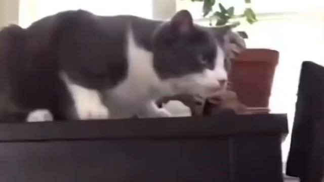 Стресс у кота...? смотреть онлайн