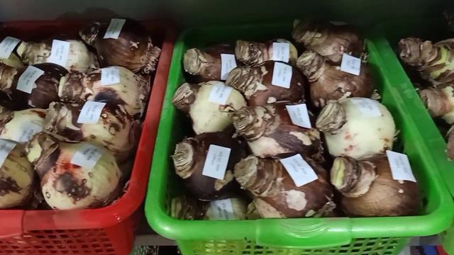 Củ hoa huệ nhập khẩu nở tết. Thanh Thủy HB. Zalo: 0395.124.395 смотреть онлайн