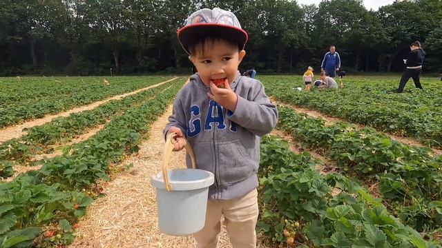 STRAWBERRY FARM IN DENMARK | STRAWBERRY SEASON 2021 | Excel Busano? смотреть онлайн