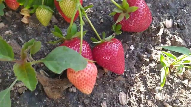 Обзор плодоношения клубники Фурор Кантус Бравура Аврора Карима Мара де Буа Флорентина Мурано Фавори смотреть онлайн