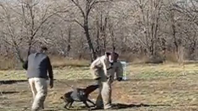 Цусима из Зоосферы смотреть онлайн