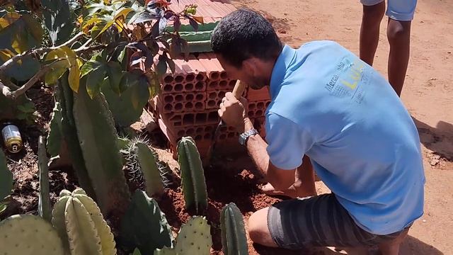 Benedito Plantando Cravata no seu quintal...#plantação #cariri #interior #brasil #nordeste #brasil смотреть онлайн