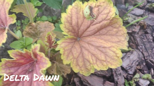 Гейхера Delta Dawn