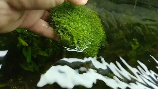 (Riccia Fluitans)  Риччия плавающая