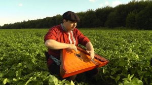 Виктор Цой Кино Кукушка Группа Крови Перемен на Гуслях / Гусли - Гусляр Андрей Андреев