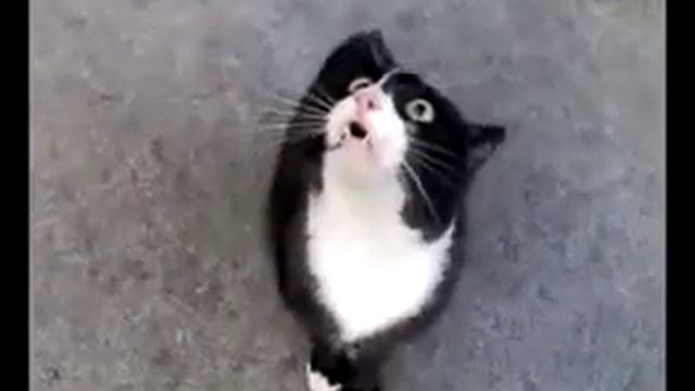 Аццкий кот - Кот с дьявольским голосом, кот говорит смотреть онлайн