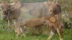 Швицкая корова разведение, содержание и уход для бизнеса | Швицкая порода коров