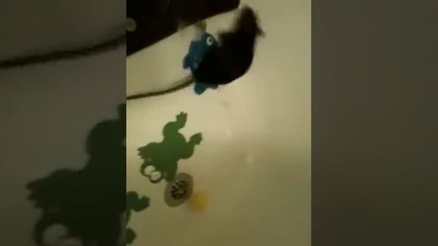 Chi chi the Blind Rat and The Nudity play Soccer смотреть онлайн