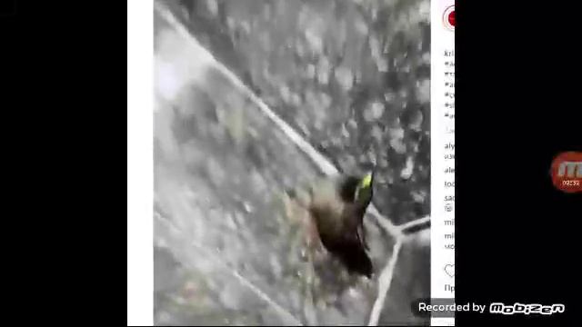 Животные Которые Замёрзли Под Водой смотреть онлайн