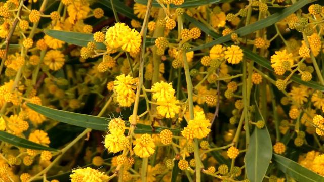 акация иволистная смотреть онлайн