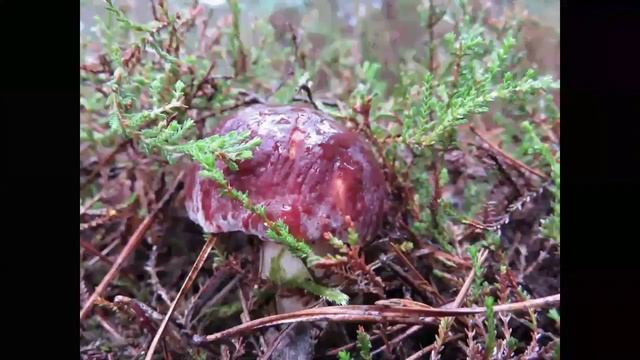 Borowik sosnowy (Boletus pinophilus) 2014 смотреть онлайн