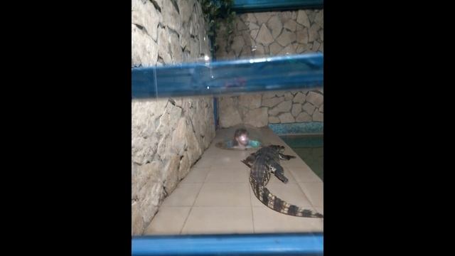 КРОКОДИЛОВАЯ ФЕРМА В ЕКАТЕРИНБУРГЕ. смотреть онлайн