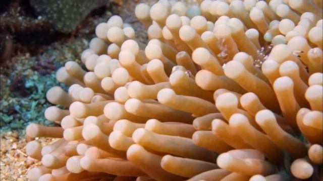 Яд. Достижение эволюции - Часть 2. Яд и баланс экосистемы- Документальный фильм смотреть онлайн