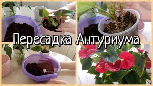 Пересадка Антуриума в правильный грунт Самая лёгкая Пересадка Антуриума ?