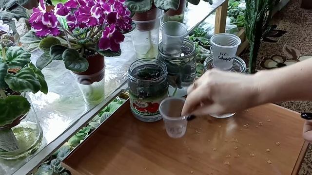 Восстановление вялого листа фиалки или тургор листа смотреть онлайн
