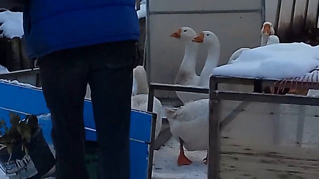 Мускусные утки и гуси Линда. Завтрак. смотреть онлайн