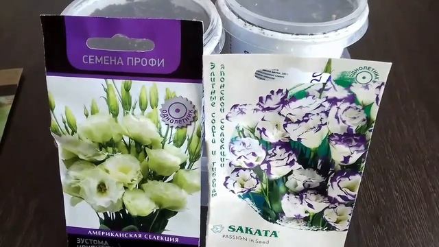 Эустома. Самый простой способ посева семян. смотреть онлайн