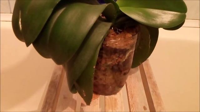 Первый полив Цирконом орхидеи в закрытой системе . смотреть онлайн