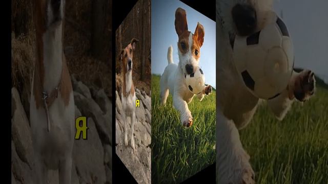 Джек-рассел-терьер смотреть онлайн