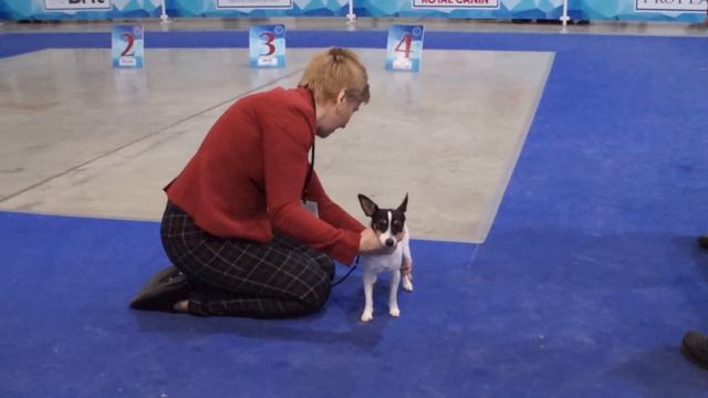 Той-фокстерьер Евразия2-2017г. смотреть онлайн