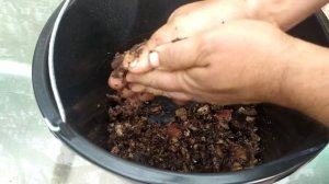 Проводим посев шампиньонов на нашем участке!