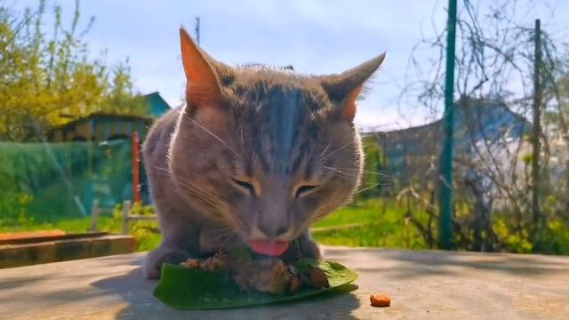 Перекус на даче. A snack at the dacha смотреть онлайн