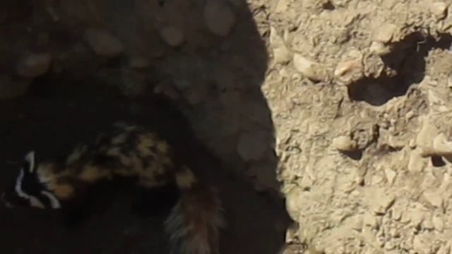 Шкура дорогая смотреть онлайн