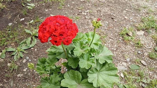 Розебудная красная пеларгония 2 смотреть онлайн