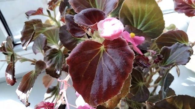 Бегония вечноцветущая в феврале смотреть онлайн