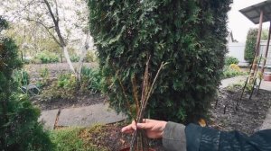 Любимый сад. Ландшафтные эксперименты