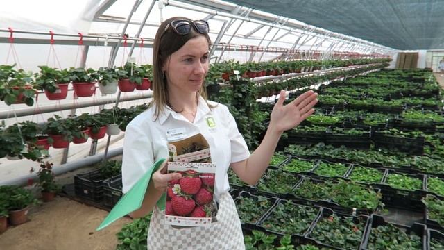 Три лучших сорта Земляники!!! ??? Клубника и Земляника до горизонта!!! @Agrofirmapoisk смотреть онлайн