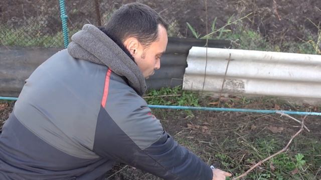 ПОСМОТРЕВ ЭТО ВИДЕО ВЫ БУДЕТЕ АСОМ В ОБРЕЗКЕ ВИНОГРАДА! / КАК ПРАВИЛЬНО ОБРЕЗАТЬ ПРИКОПНОЙ ВИНОГРА смотреть онлайн