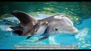 Песня под гитару  “Дельфиненок “