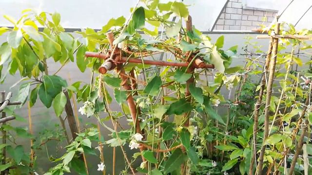 Арауджия / Araujia смотреть онлайн