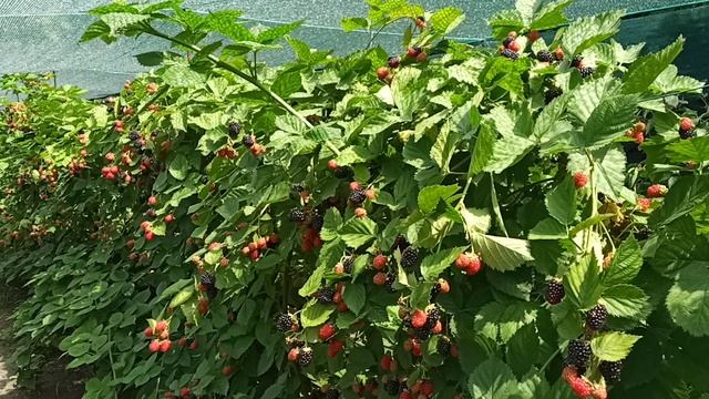 Сорт ежевики Небеса и Тройная Корона 2020 смотреть онлайн