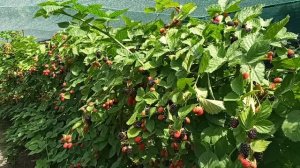 Сорт ежевики Небеса и Тройная Корона 2020