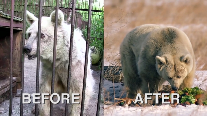 Медведица по имени Фифи ждала 30 лет чтобы ее спасли смотреть онлайн