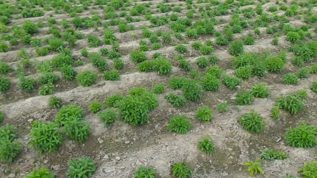 Stevia Crop North India [Ridges & Furrows] смотреть онлайн