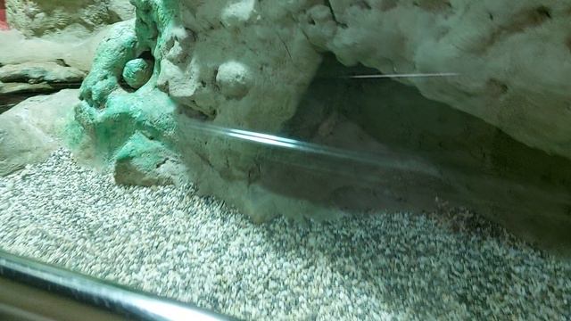 Московский Зоопарк. Террариум. Рептилии. смотреть онлайн