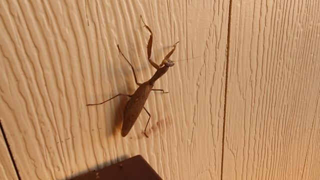 Сочи не хуже чем в Турции отель Дивный Лоо. смотреть онлайн