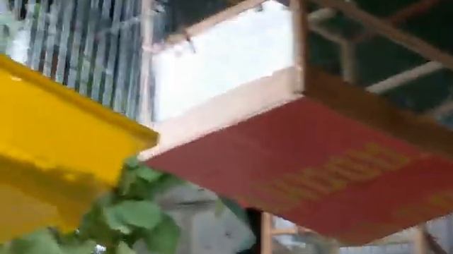 Чиж репус щегол вечер и дикий чиж смотреть онлайн