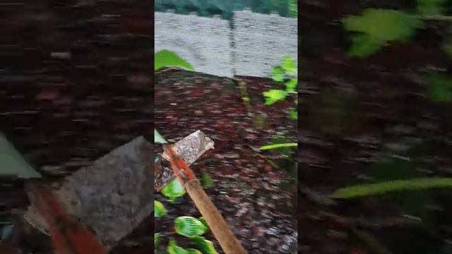 Потоп в Бельгии. Мои пальмы Вашингтонии в воде. смотреть онлайн