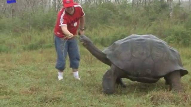 Галапагосская черепаха аквадон.flv смотреть онлайн